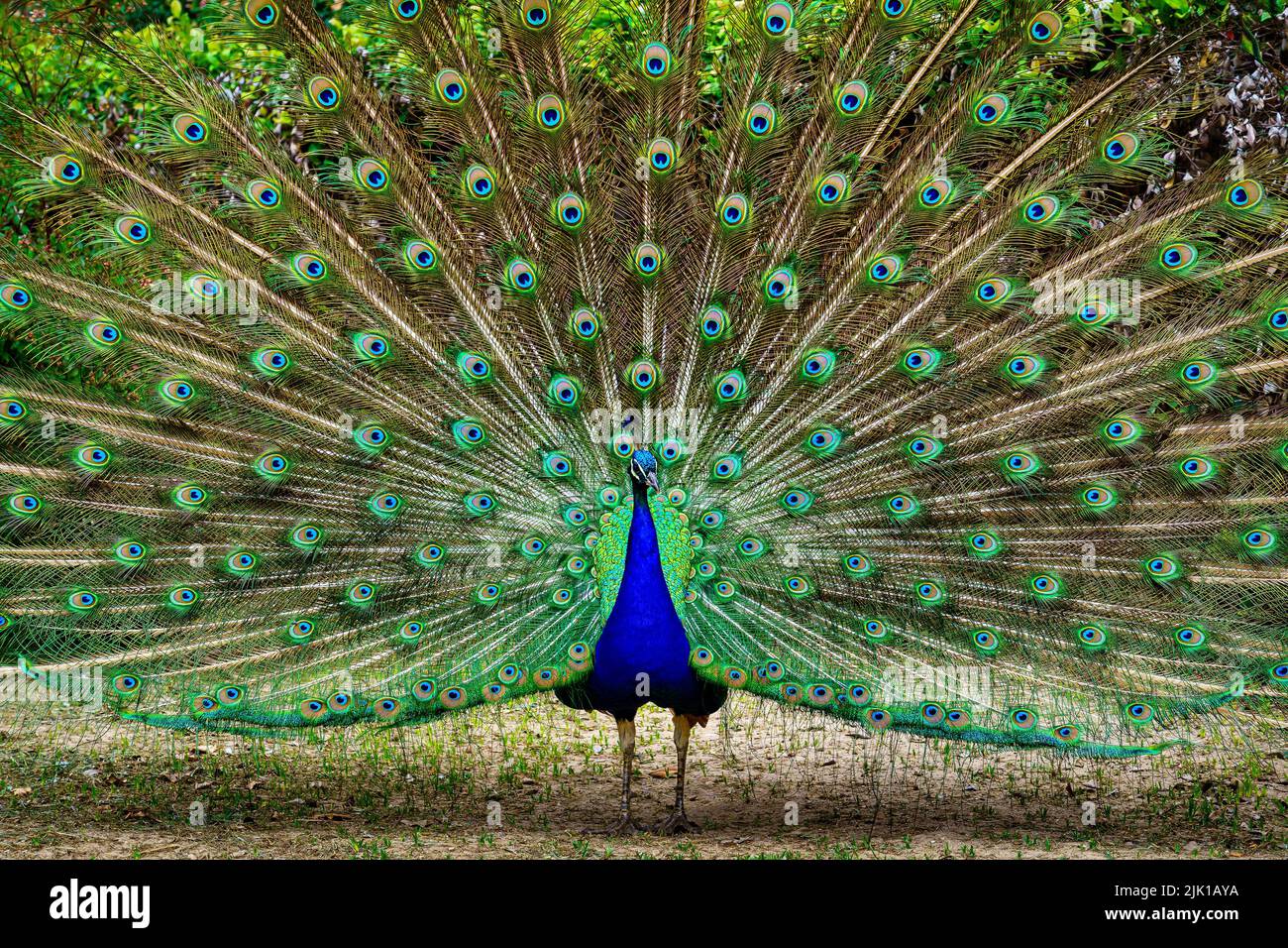 Der Pfau mit offenem Schwanz zeigt lebendige Farben in einer symmetrischen Anordnung. Aranjuez. Stockfoto