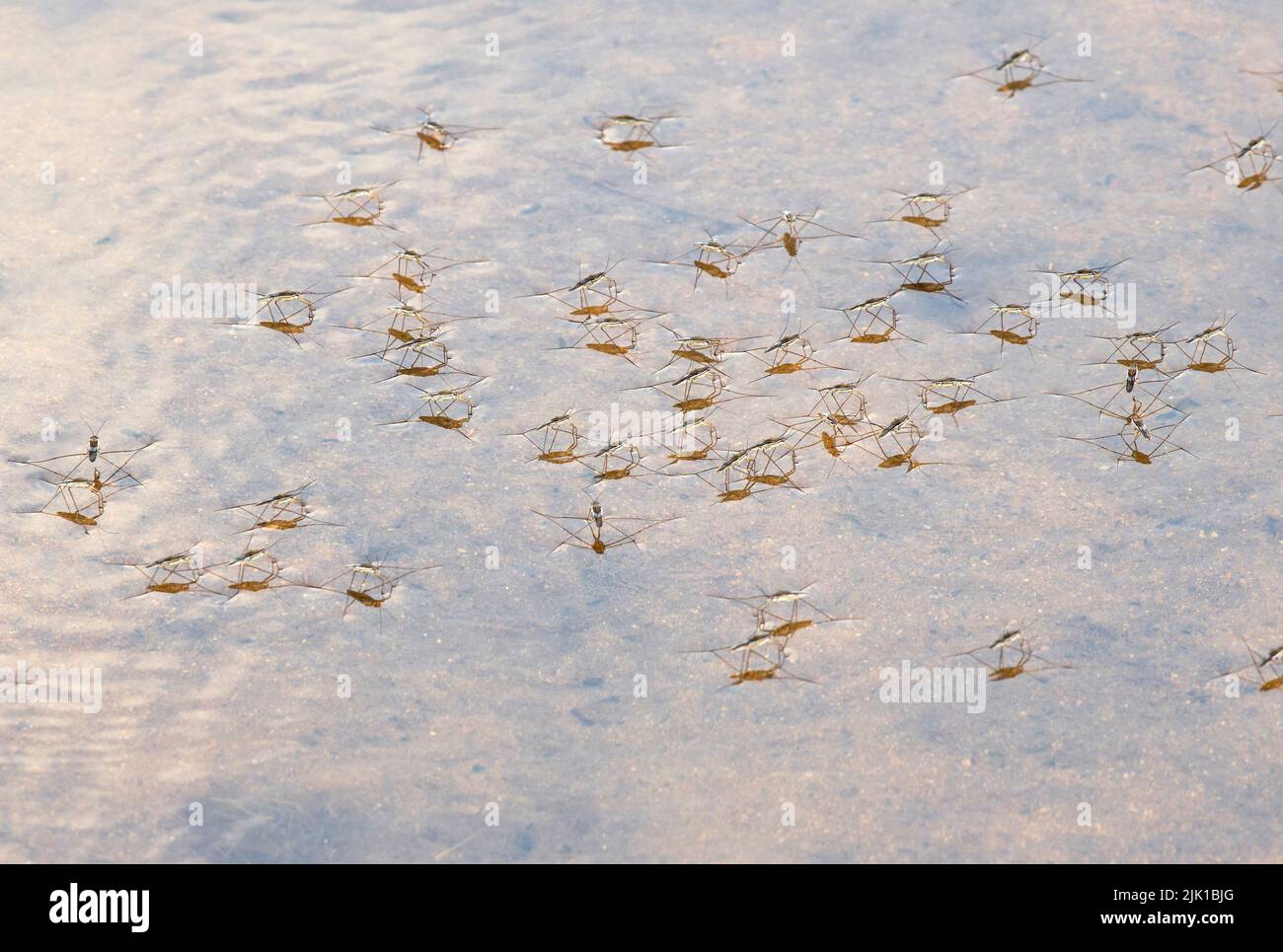 Der Common Water Strider, oder Pond Skater, gleitet entlang des Meniskus von stillen Gewässern. Sie fangen, dass Beute landet auf dem Wasser und kämpft Stockfoto