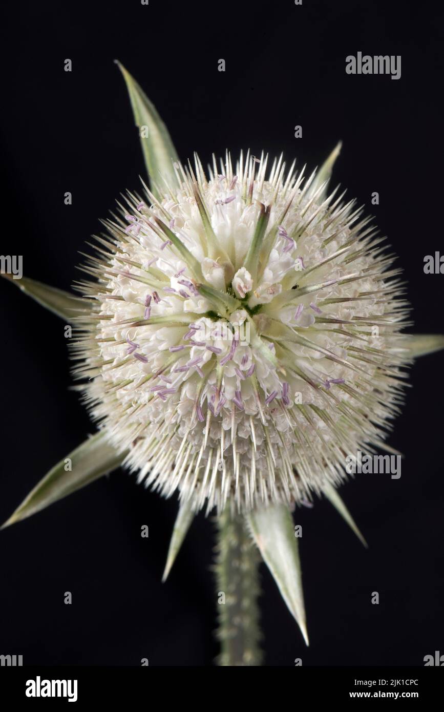 White willd Teel (Diposacus fullonum) blickt von oben auf eiförmige Blütenköpfe mit Blüten und Dornen, Juli Stockfoto