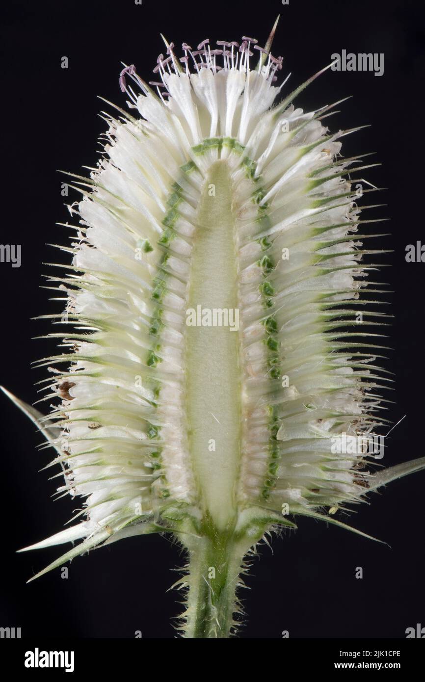Weißer willd Teelöffel (Diposacus fullonum) Schnitt durch den Blütenkopf mit schmalen, leeren Zentralgürtel mit Blüten, die sich oben und unten öffnen, Juli Stockfoto