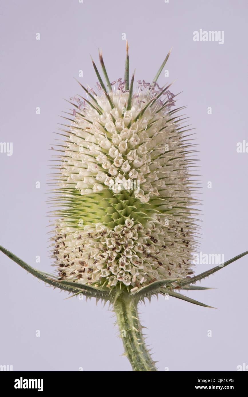 Weißer willd Teelöffel (Diposacus fullonum) Blütenkopf mit schmalen zentralen Gürtel mit Blüten, die sich oben und unten öffnen, Juli Stockfoto