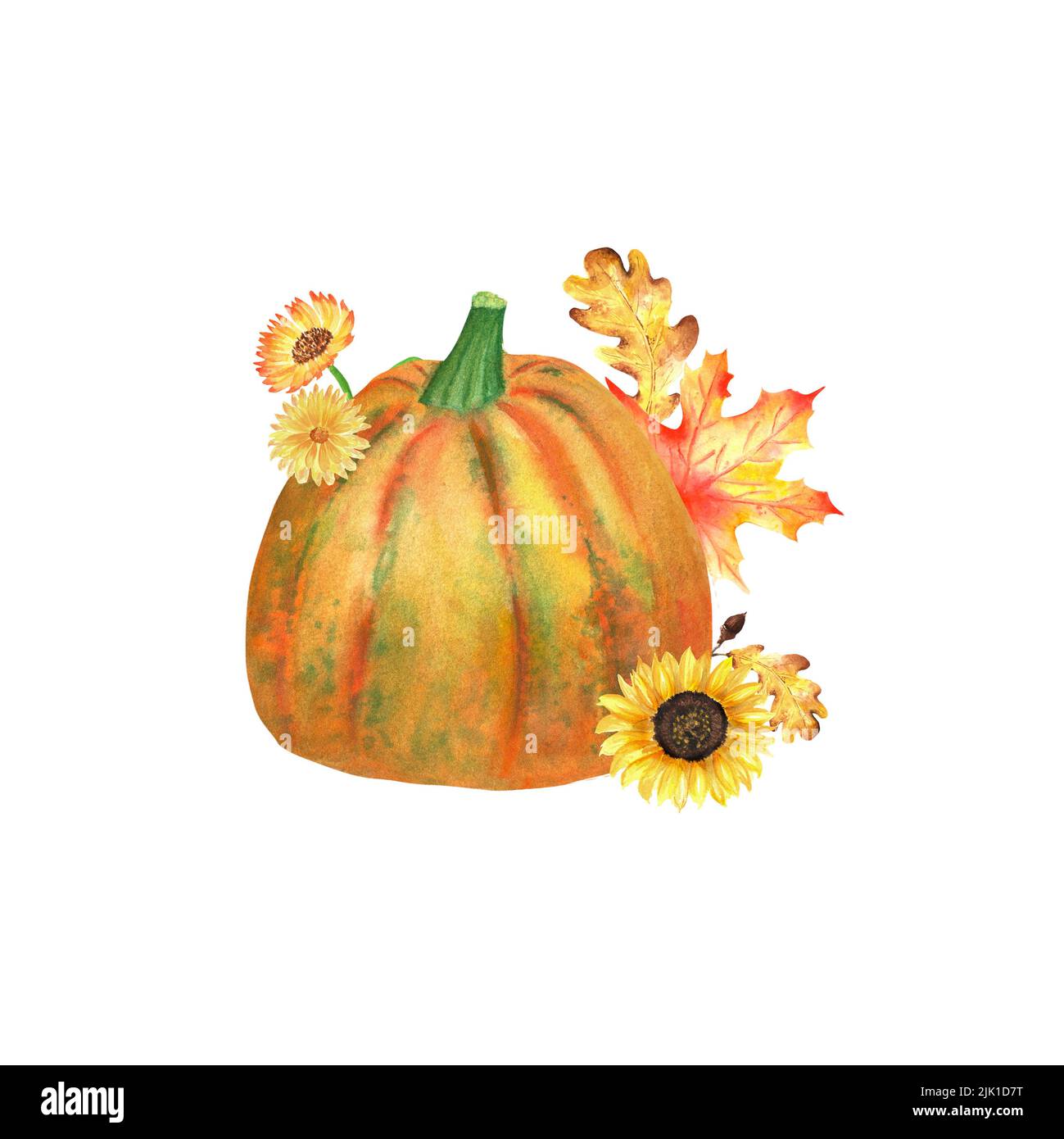 Ein Herbstgarten Komposition. Eine Reihe von Aquarell-Illustrationen zum Thema Herbsternte. Bunte Kürbis-, Sonnenblumen-, Eiche- und Ahornblätter Stockfoto