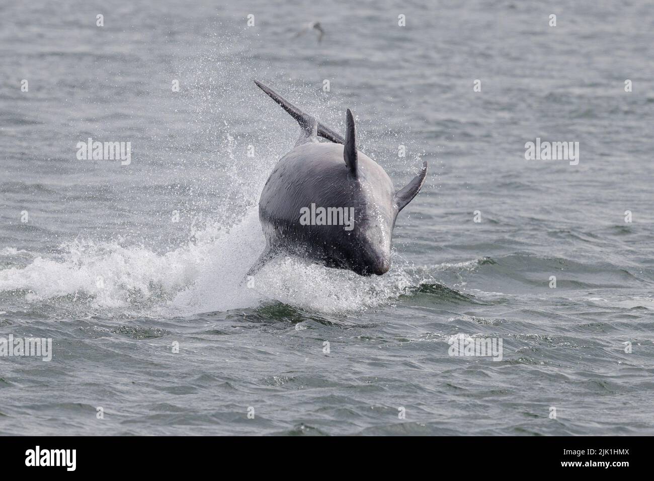 Großer Delphin. Moray Firth. Schottland. 2022. Stockfoto