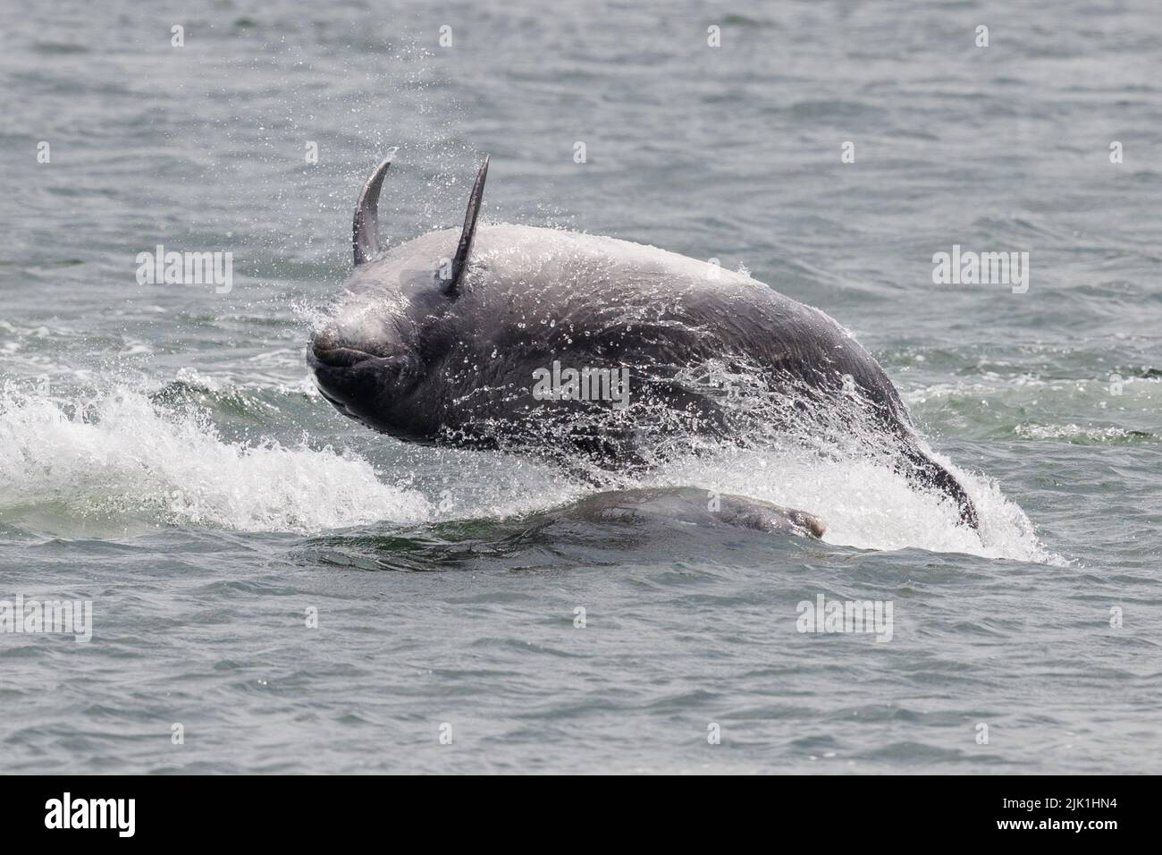 Großer Delphin. Moray Firth. Schottland. 2022. Stockfoto