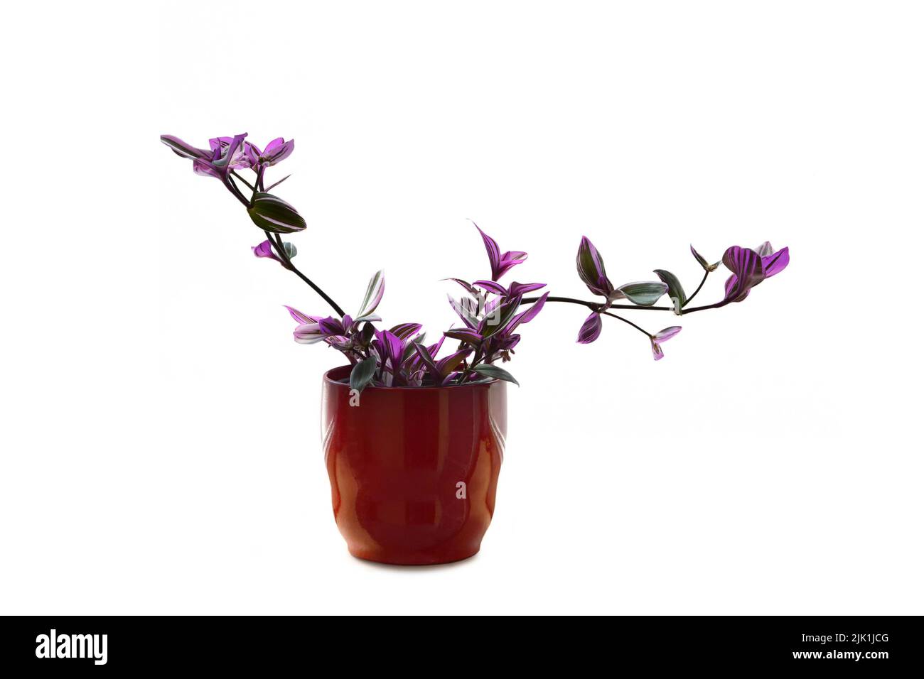 Vergoßene Tradescantia Nanouk Pflanze isoliert auf weißem Hintergrund Stockfoto