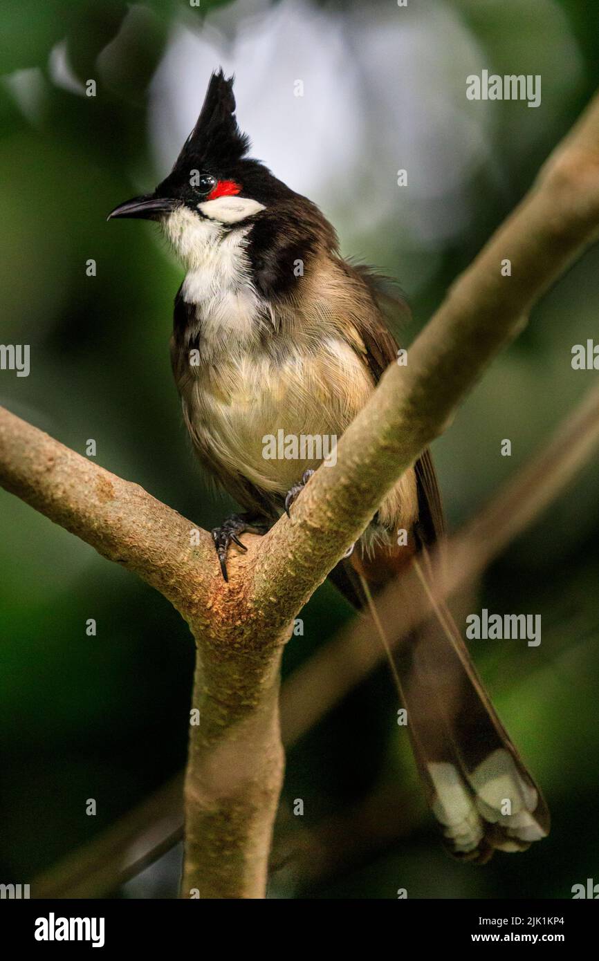 Rotflüsteriger Bulbul (Pycnonotus jocosus), oder Haubenbulbul, Singvögel, der auf einem Ast sitzt Stockfoto
