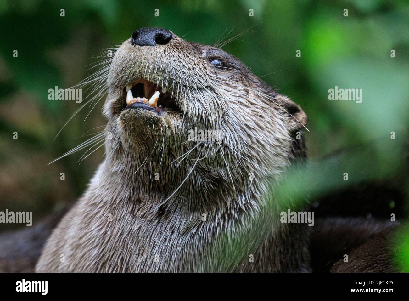 Kanadischer Fischotter, auch nordamerikanischer Flussotter (Lontra canadensis), nördlicher Flussotter und Flussotter (lutra canadensis) aus der Nähe Stockfoto