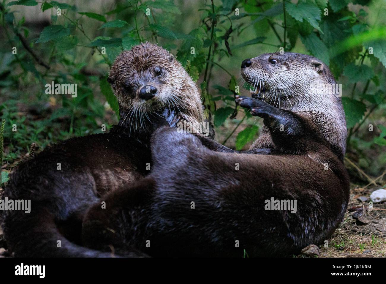 Kanadischer Fischotter, auch nordamerikanischer Flussotter (Lontra canadensis), nördlicher Flussotter und Flussotter (lutra canadensis) aus der Nähe Stockfoto