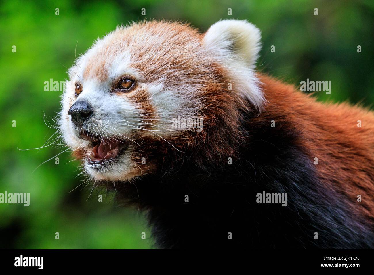 Roter Panda (Ailurus fulgens) aus der Nähe, außen Stockfoto