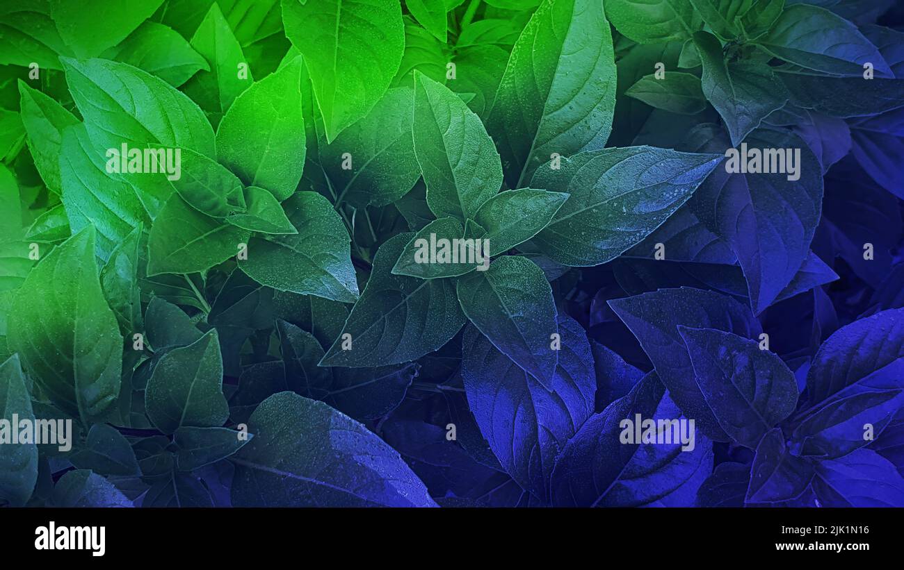 Baumblätter, Nahaufnahme horizontales Banner mit einem bunten Farbverlauf Ästhetik. Stark abgestufte Aufnahme, ideal als kommerzieller Hintergrund Stockfoto