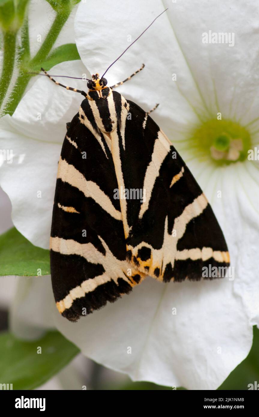 Jersey Tiger Moth Euplagia quadripunctari Stockfoto