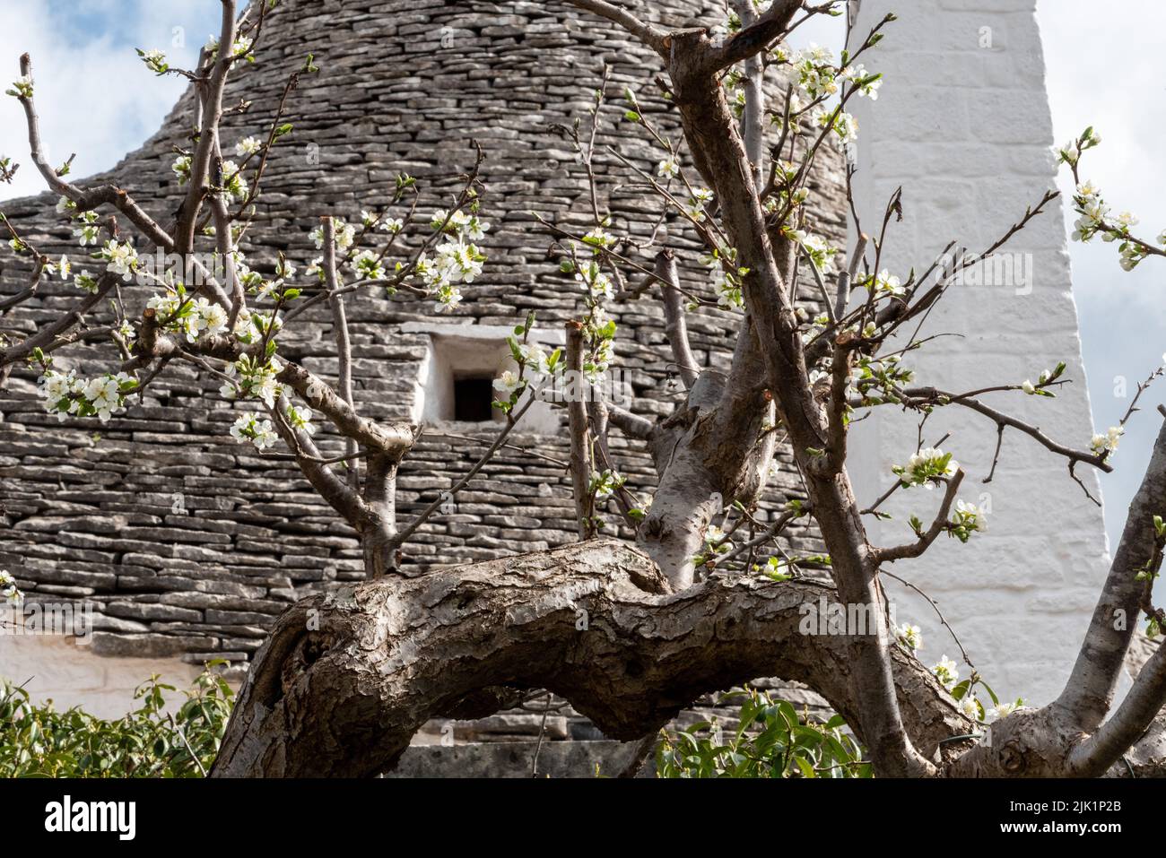 Ikonische Wohnhäuser im historischen Trulli-Viertel in Alberobello, Italien Stockfoto
