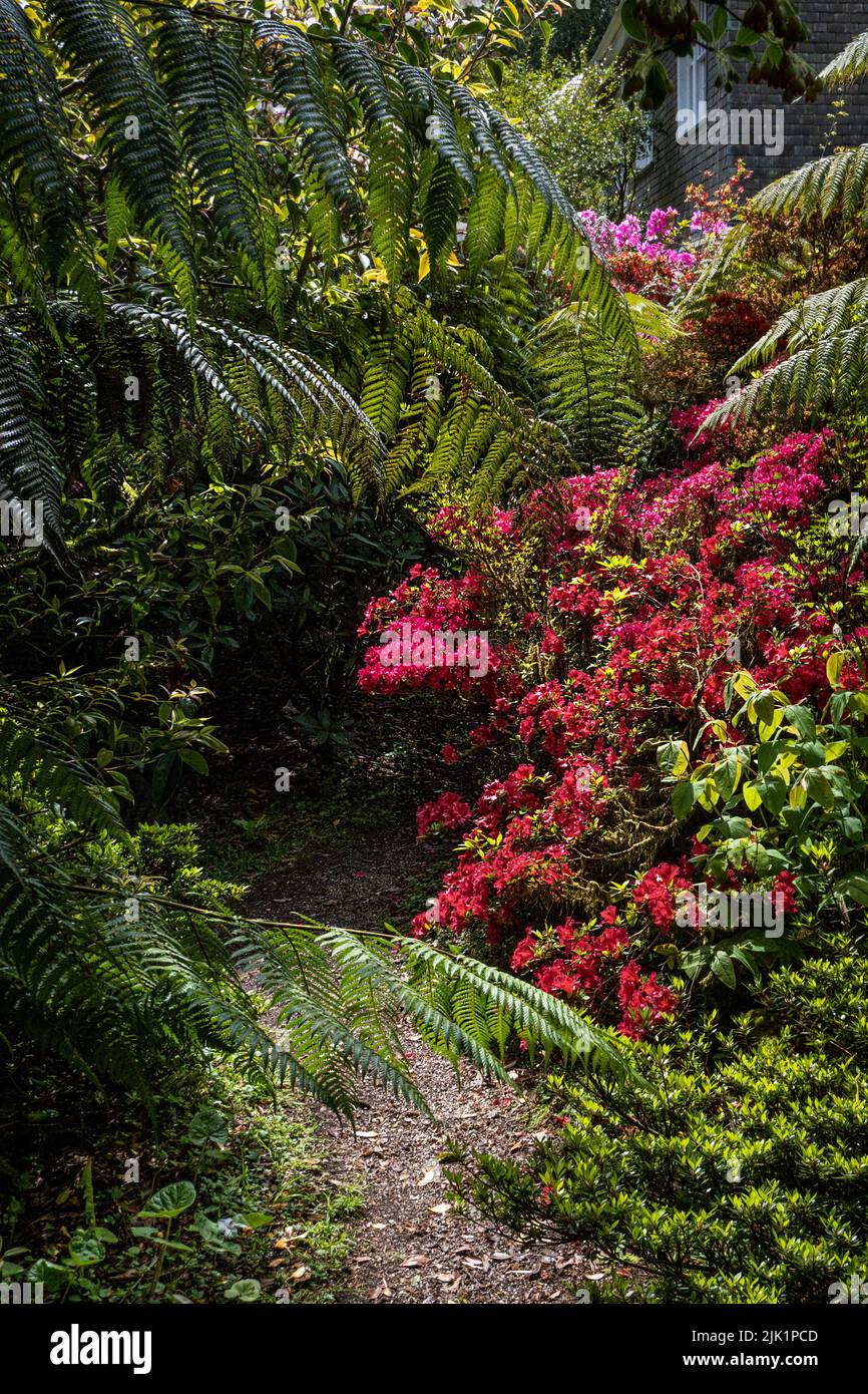 Penjerrick Gardens; Budock Water; Cornwall; Südwesten; West Country; England; Vereinigtes Königreich; Vereinigtes Königreich; Stockfoto