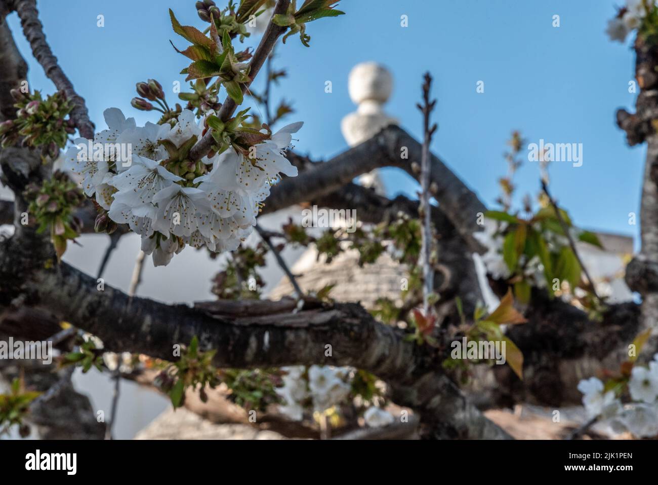 Blick auf eine ikonische Trulli-Dachspitze zwischen den Ästen eines Apfelbaums in Süditalien Stockfoto