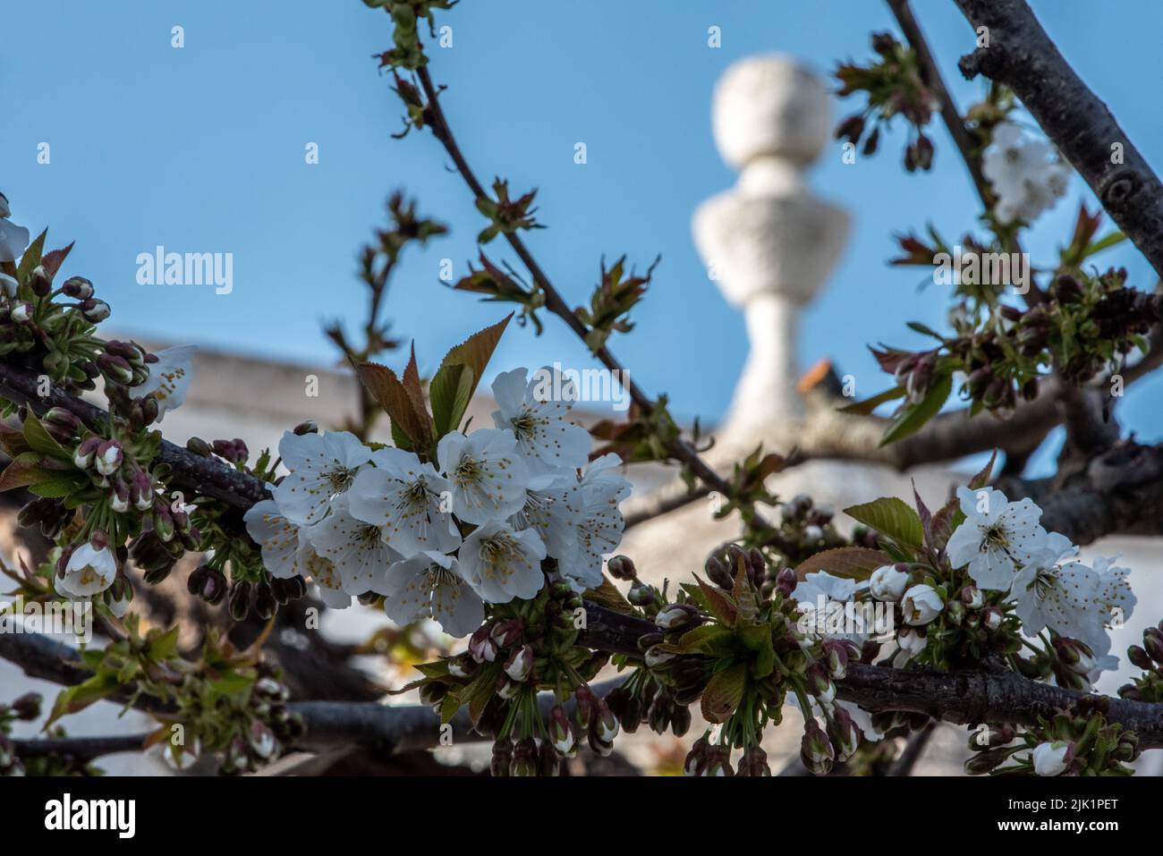 Blick auf eine ikonische Trulli-Dachspitze zwischen den Ästen eines Apfelbaums in Süditalien Stockfoto