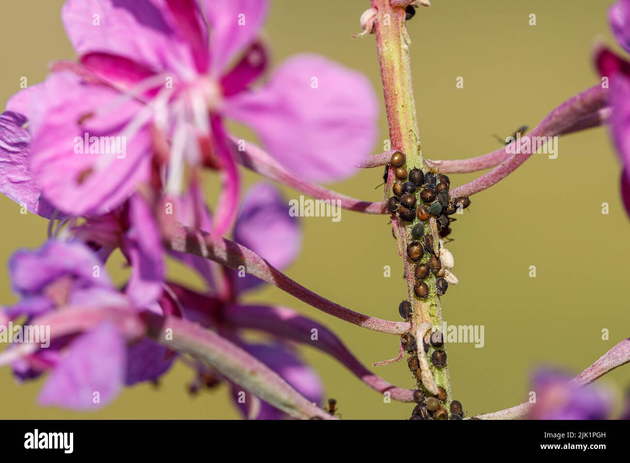 Blattlaus Schädling auf Blumen Stockfoto