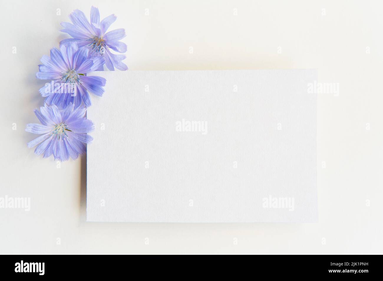 Stillleben im Sommer. Begrüßungsszenerie auf weißem Hintergrund. Leeres Papier, Köpfe von Zichorien-Blumen Stockfoto