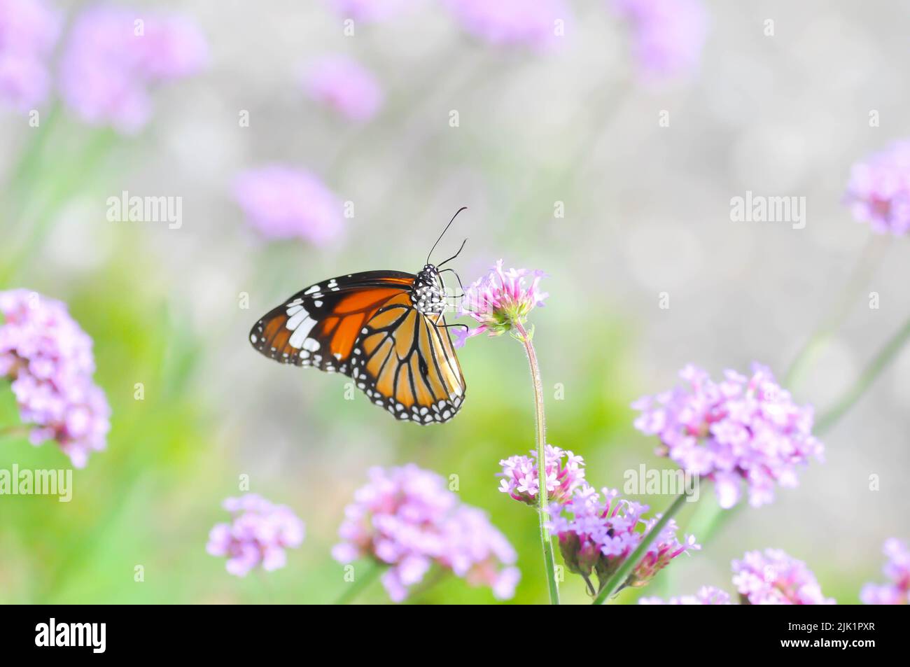 Schmetterling und Verbena bonariensis Blume, Verbena x hybrida Groenl ...