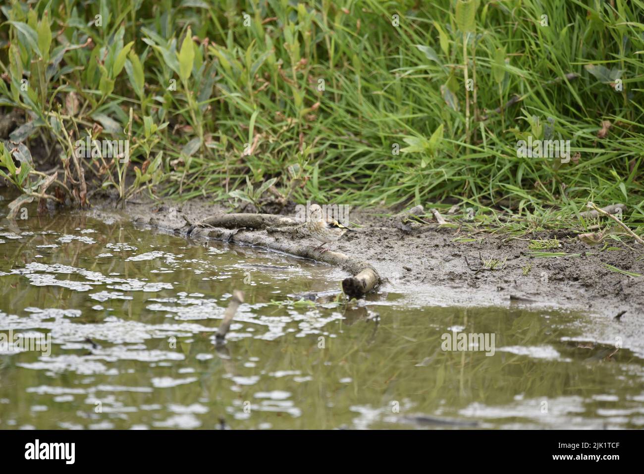 Jugendlicher Europäischer Goldfink (Carduelis carduelis), der auf einem von einem grasbewachsenen Flussufer hervorragenden Holzschlot hinter der Kamera steht, aufgenommen in Großbritannien Stockfoto