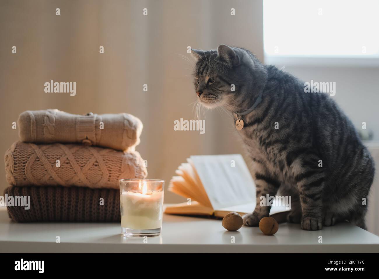 Gemütliche Atmosphäre mit einer lustigen Katze, Kerze, Buch und Pullover Stockfoto