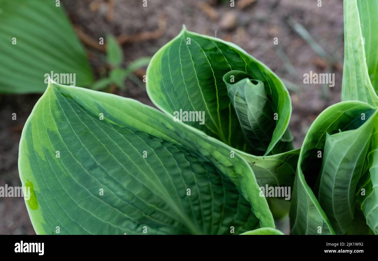 Funkia, eine Gartenpflanze mit großen Blättern. Blätter mit einer