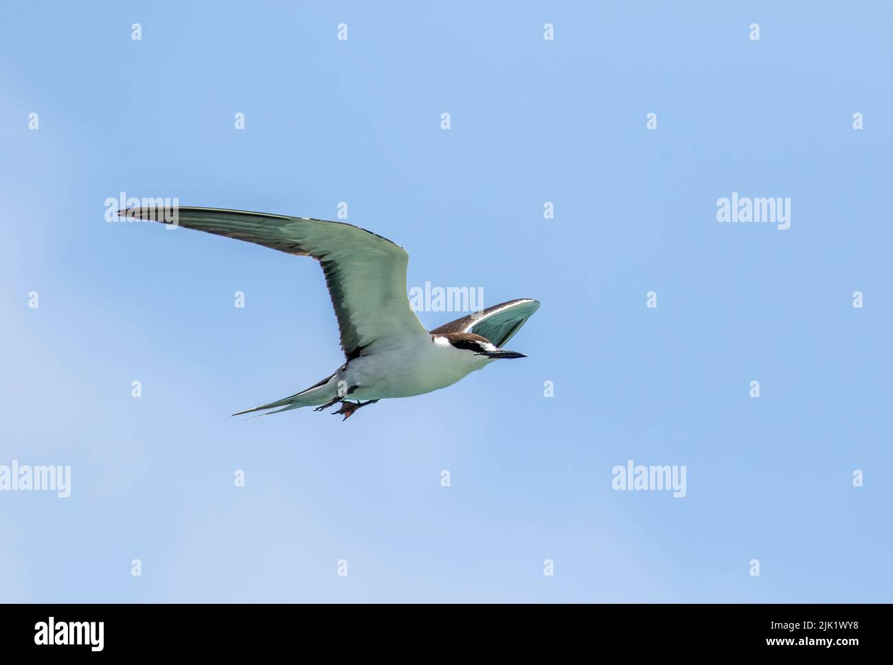 Sooty Tern flycht im Dry Tortugas National Park über die abgelegene Insellandschaft Stockfoto