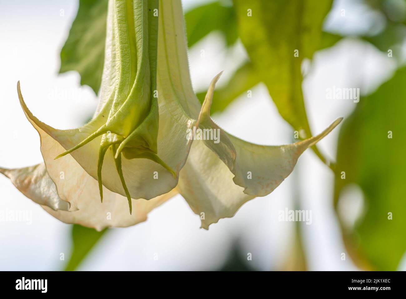 Die blühenden Blüten der Datura Metel Pflanze sind eine Kombination aus Elfenbein und Orange, die im Hof zur Dekoration wächst Stockfoto