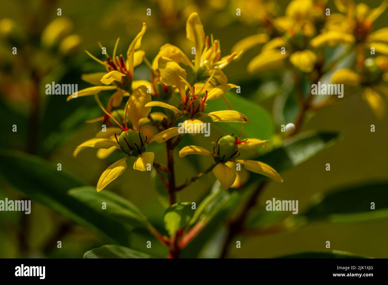 Die blühende Goldduschpflanze ist gelb und trägt Früchte, die eine grüne runde Form haben, der Hintergrund der Blätter ist verschwommen Stockfoto