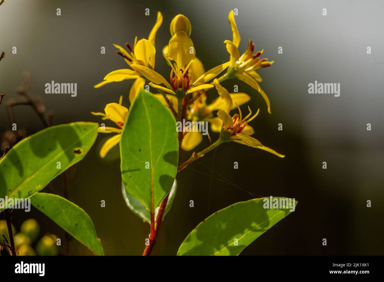 Die blühende Goldduschpflanze ist gelb und trägt Früchte, die eine grüne runde Form haben, der Hintergrund der Blätter ist verschwommen Stockfoto