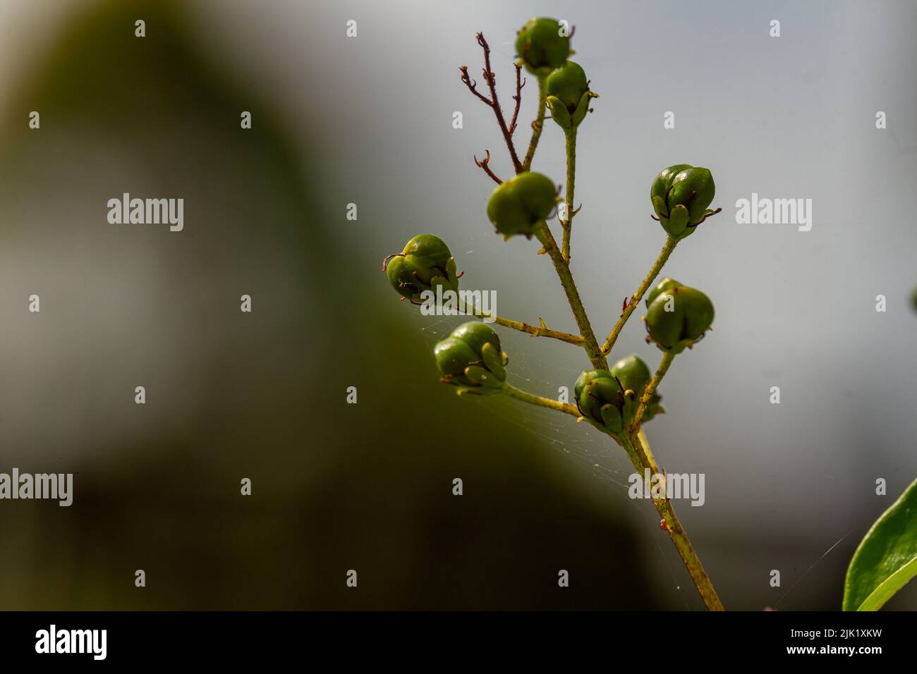 Die blühende Goldduschpflanze ist gelb und trägt Früchte, die eine grüne runde Form haben, der Hintergrund der Blätter ist verschwommen Stockfoto