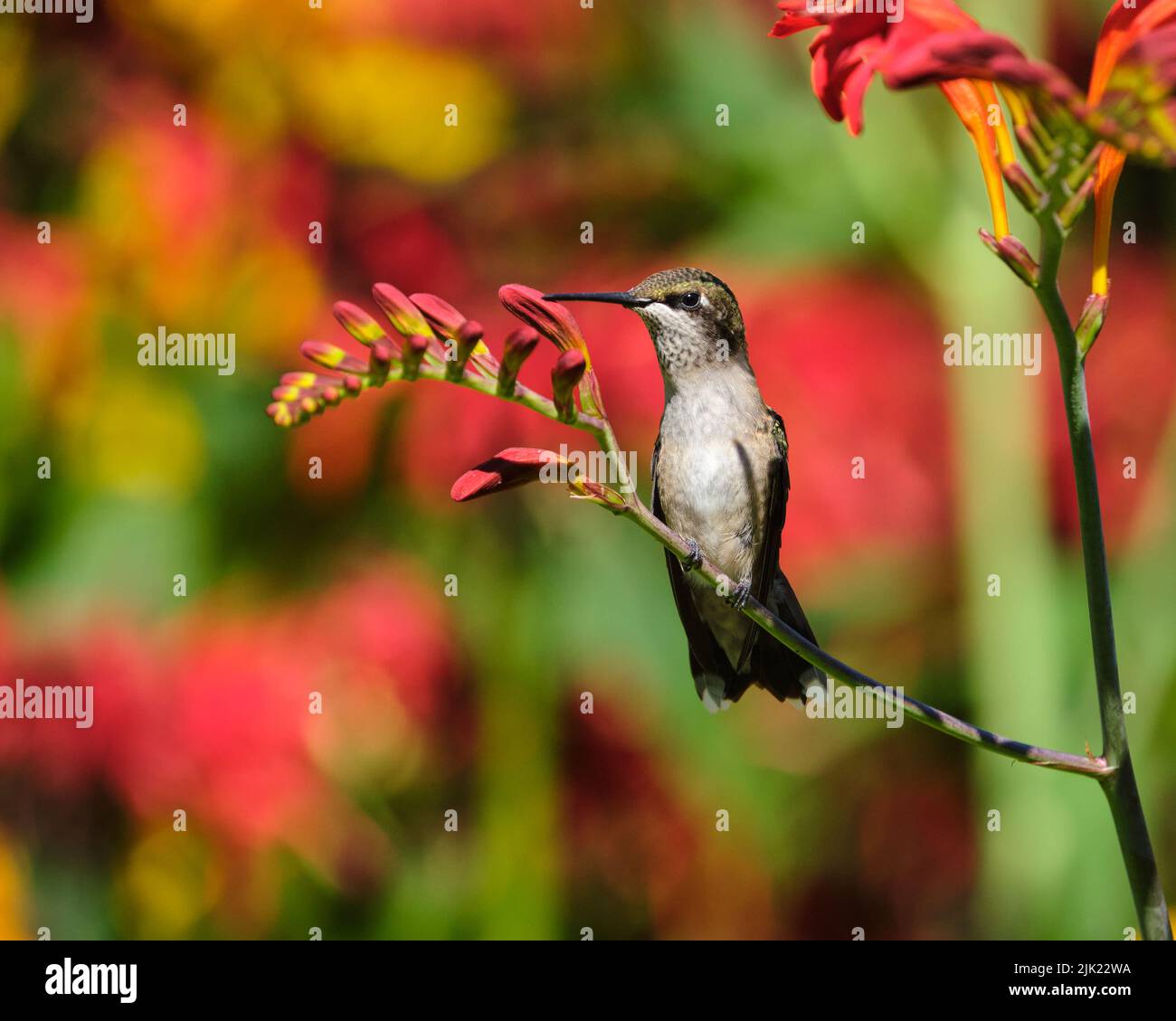 Ein juveniler Kolibri mit Rubinkehlen, Archilochus colubris, thront auf einer roten Crocosmia-Blume Stockfoto