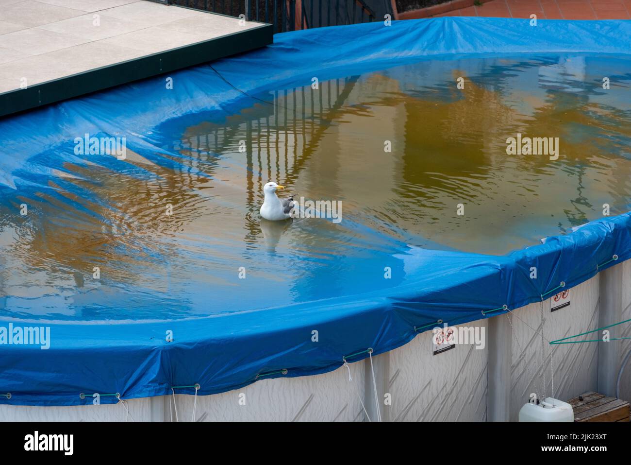 Eine Möwe, die in einem geschlossenen Swimmingpool schwimmend ist Stockfoto