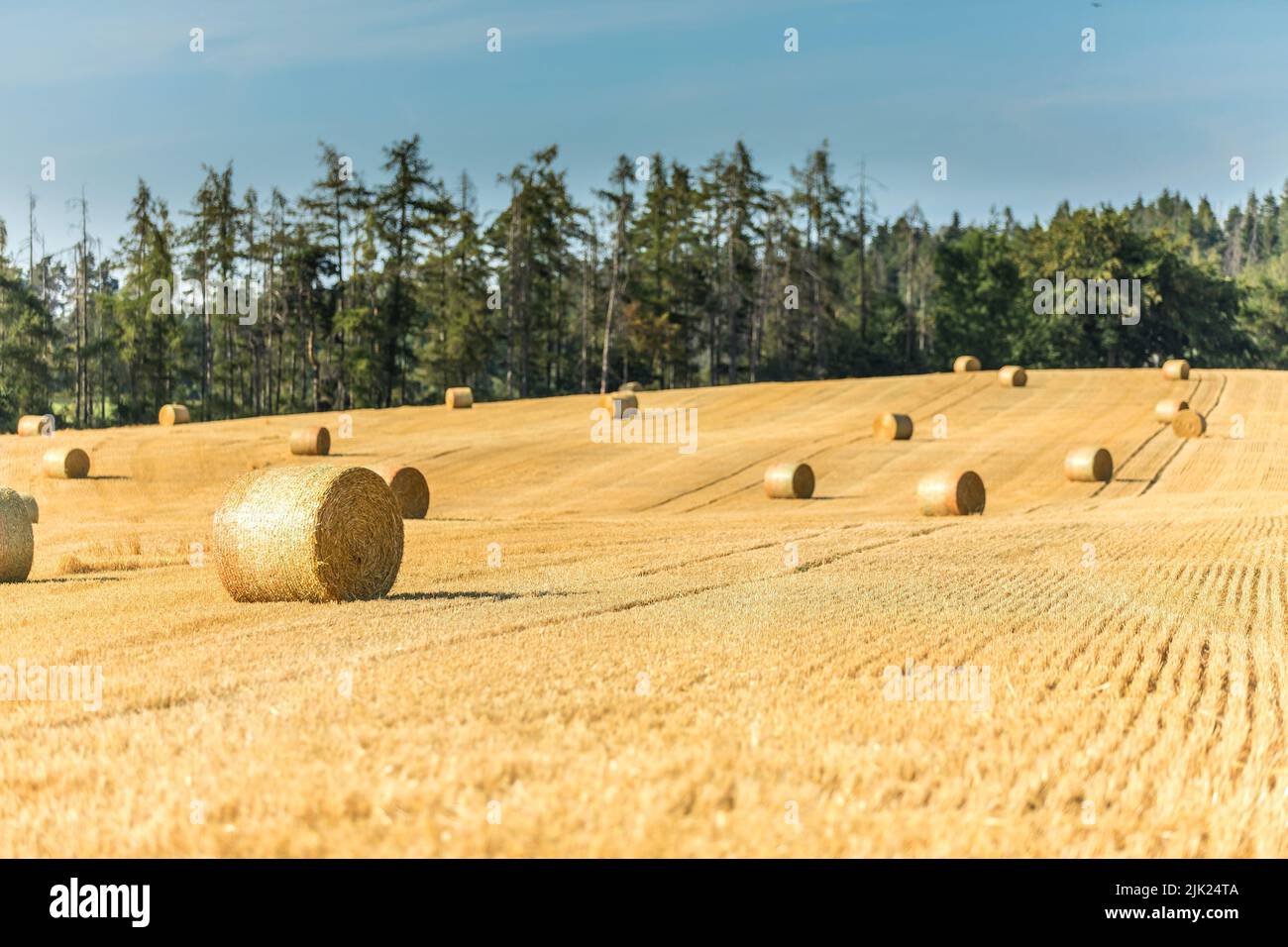 Runde Strohballen rollten auf dem Feld gegen den blauen Himmel, sommerliche Erntekulisse. Landwirtschaft. Weizenanbau. Stockfoto
