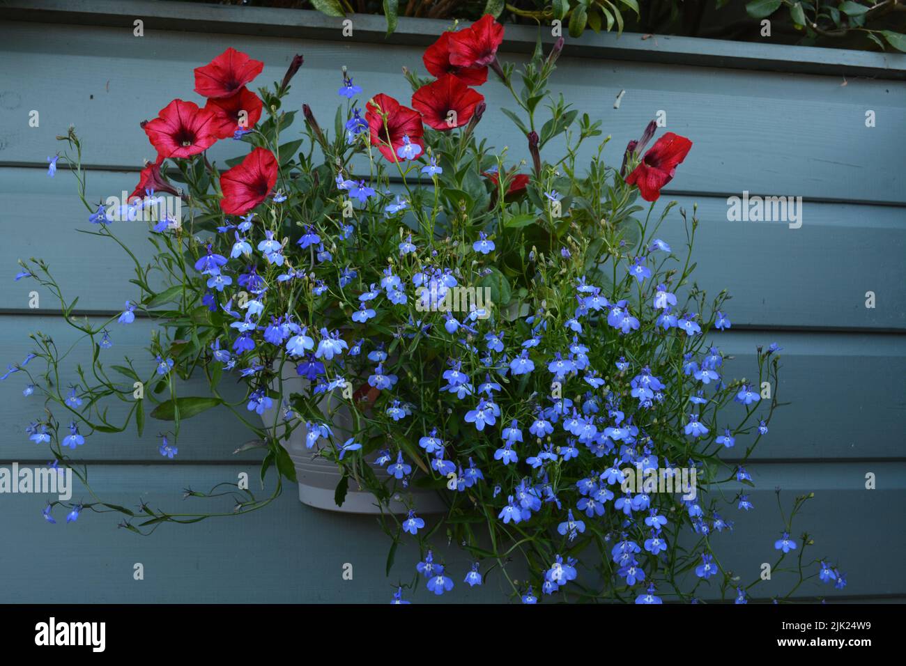 Petunia und Lobelia Stockfoto
