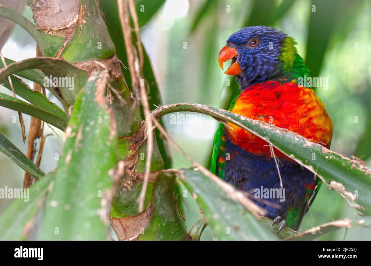 Farbenfroher Papageienvögel des Regenbogens Lorikeet, selektiver Fokus auf das Auge Stockfoto