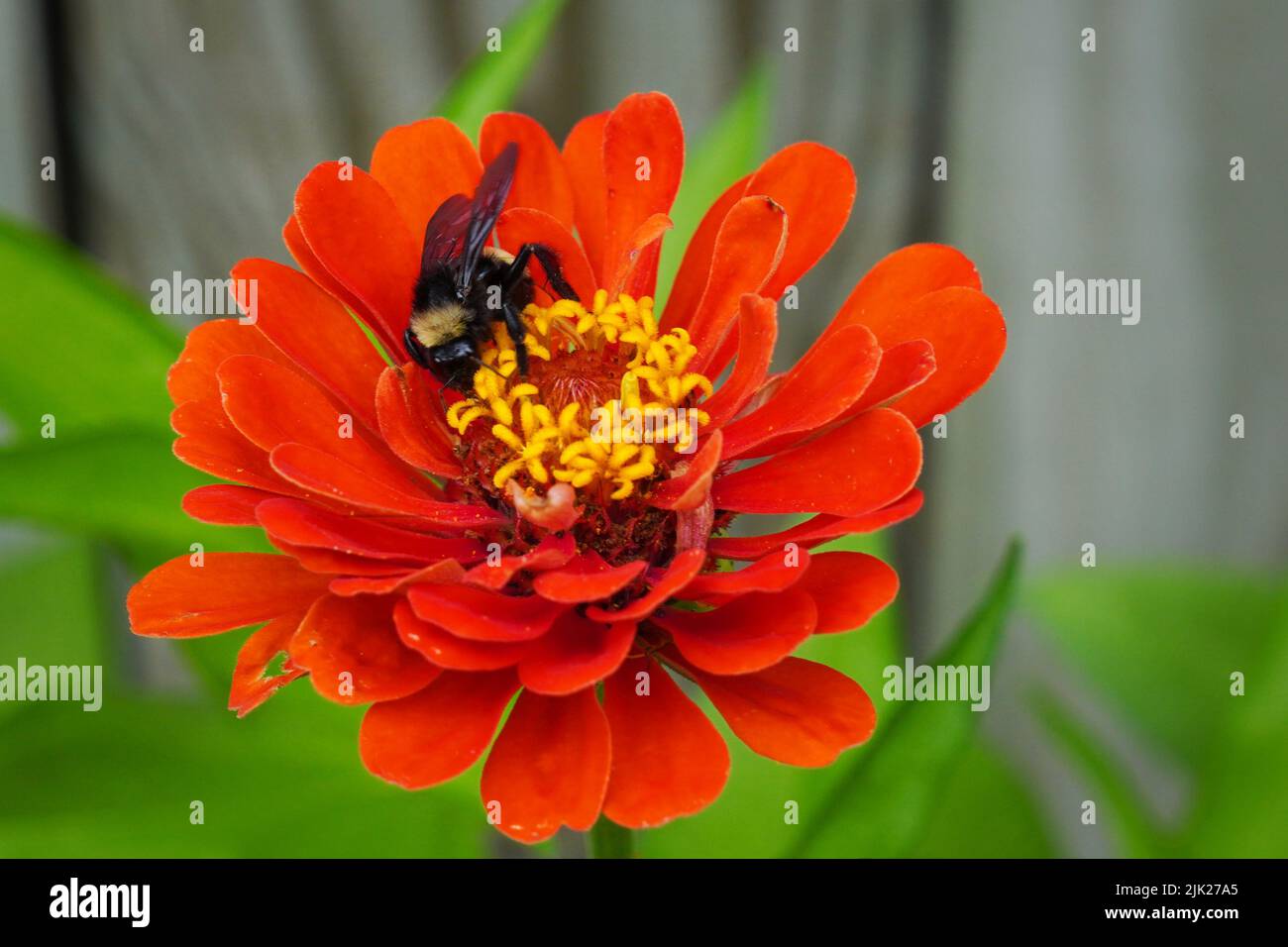 Selektiver Fokus auf eine Bumble Biene, die Pollen und Nektar aus einer roten Zinnia-Blume sammelt Stockfoto