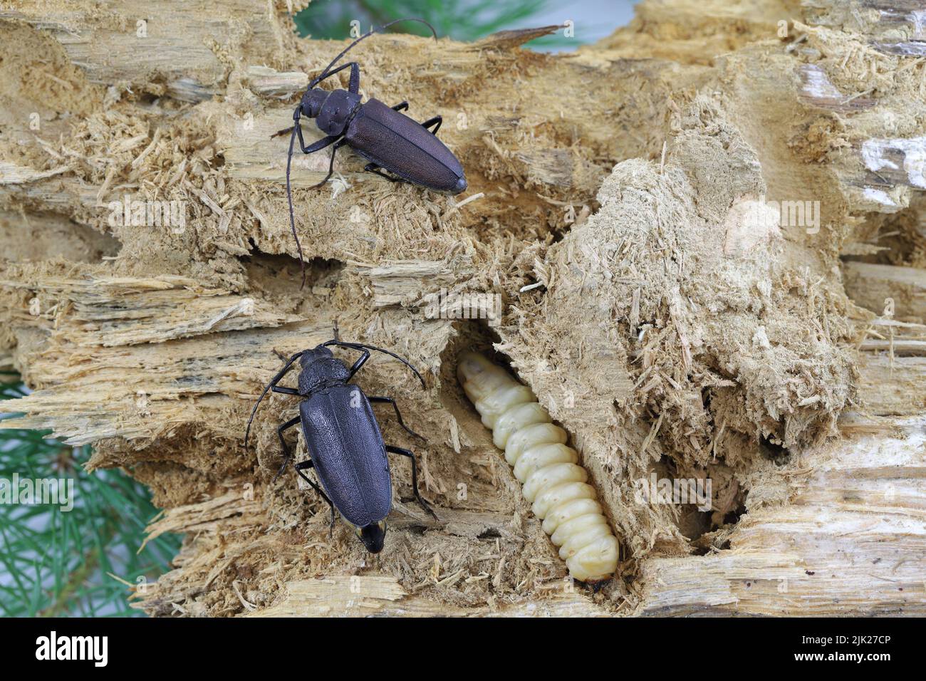 Zimmermann longhorn, Langhornkäfer (Ergates faber) Weibchen, Männchen und Larve auf Totholzkiefernstumpf entwickelten sich. Stockfoto