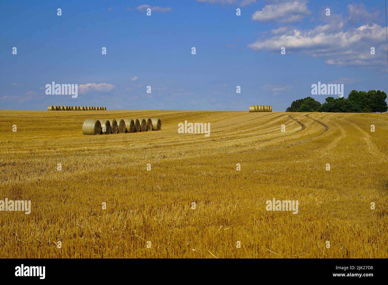 Reihe von runden Strohballen in einer Reihe in einem Weizenfeld nach der Ernte unter einem blauen Himmel Stockfoto