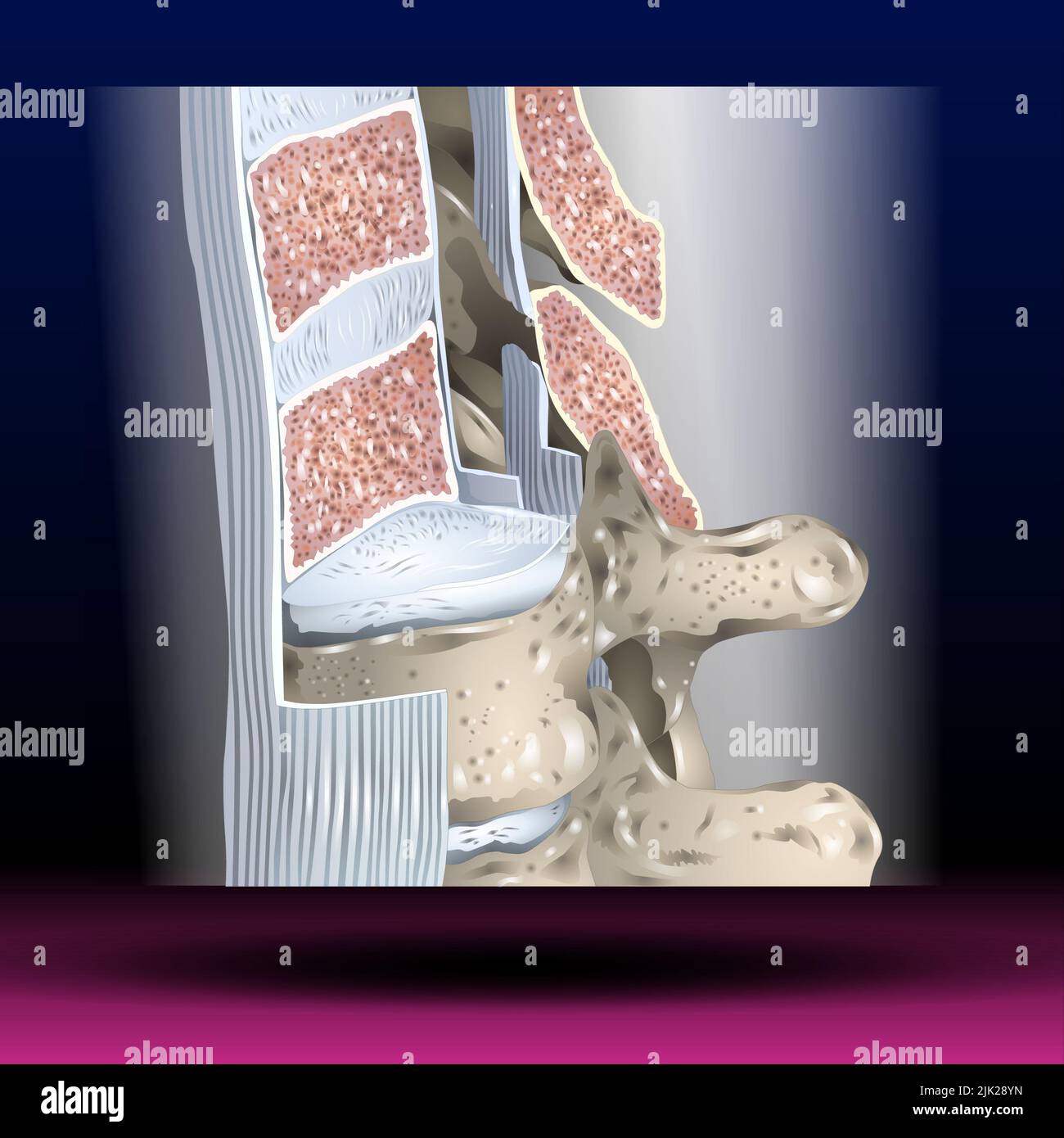 Anteriores Längsband - Körperteile - Wirbelsäule Stockfoto