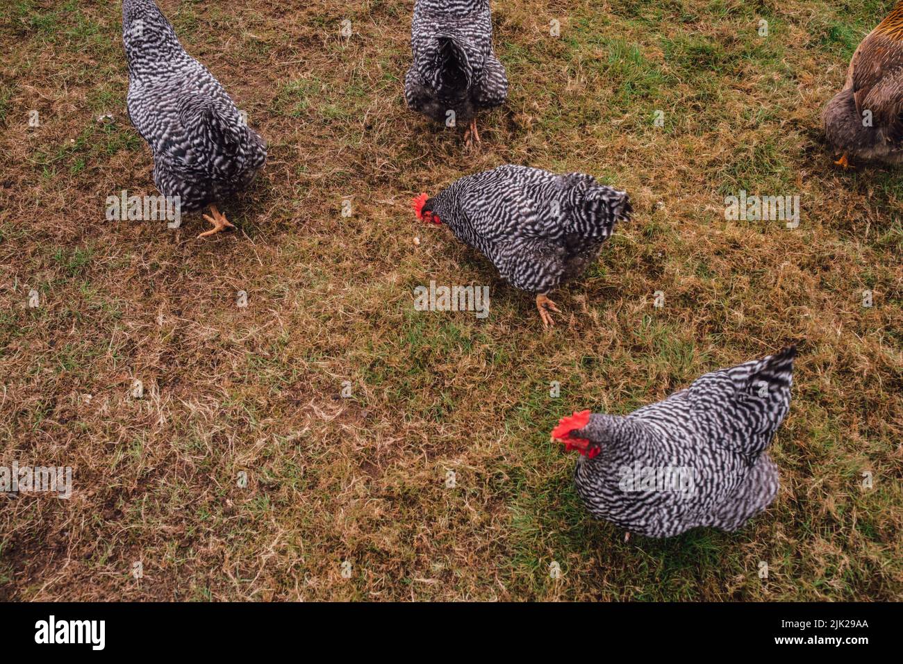 Barred Plymouth Rock Hühner Hennen im Hinterhof Stockfoto