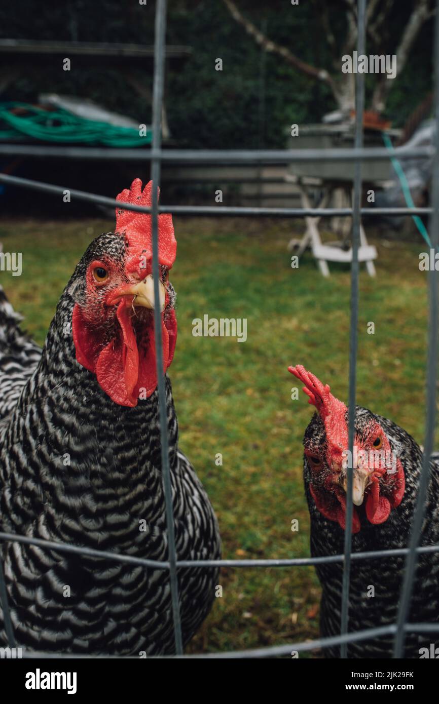 Zwei verbarrte Plymouth Rock Hühner, die durch einen Zaun auf die Kamera blicken Stockfoto