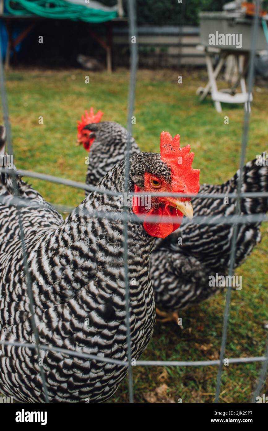 Zwei verbarrte Plymouth Rock Hühner, die durch einen Zaun auf die Kamera blicken Stockfoto