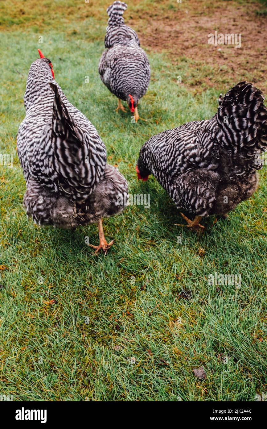Barred Plymouth Rock Hühner Hennen im Hinterhof Stockfoto