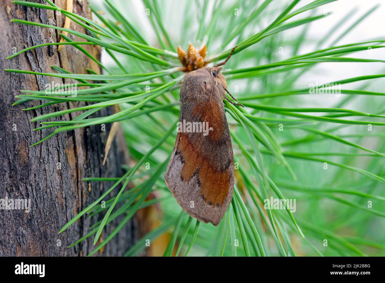Kiefer Lappet Moth (Dendrolimus pini), weiblich. Stockfoto