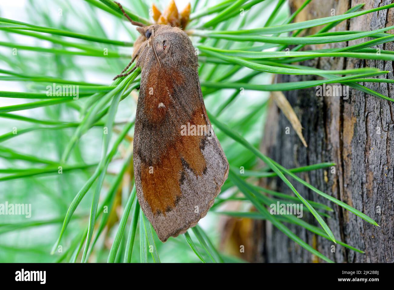 Kiefer Lappet Moth (Dendrolimus pini), weiblich. Stockfoto