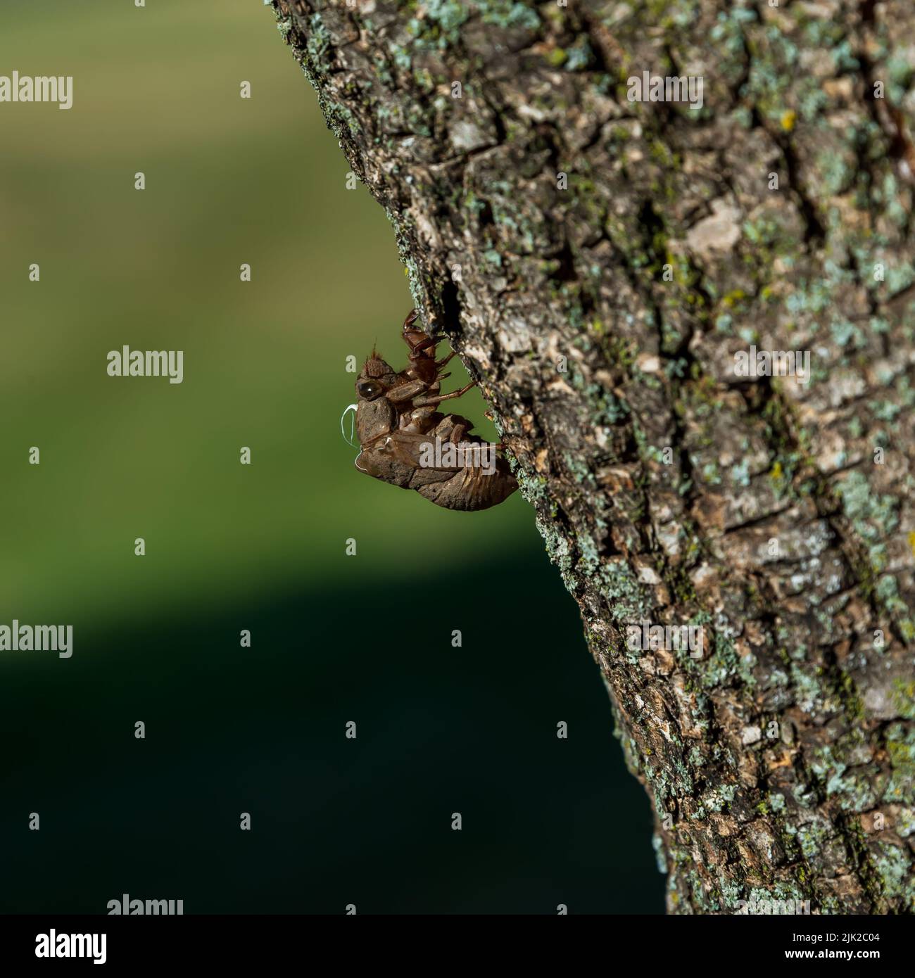 Eine Heuschrecke klammert sich an einen Baumstamm. Stockfoto