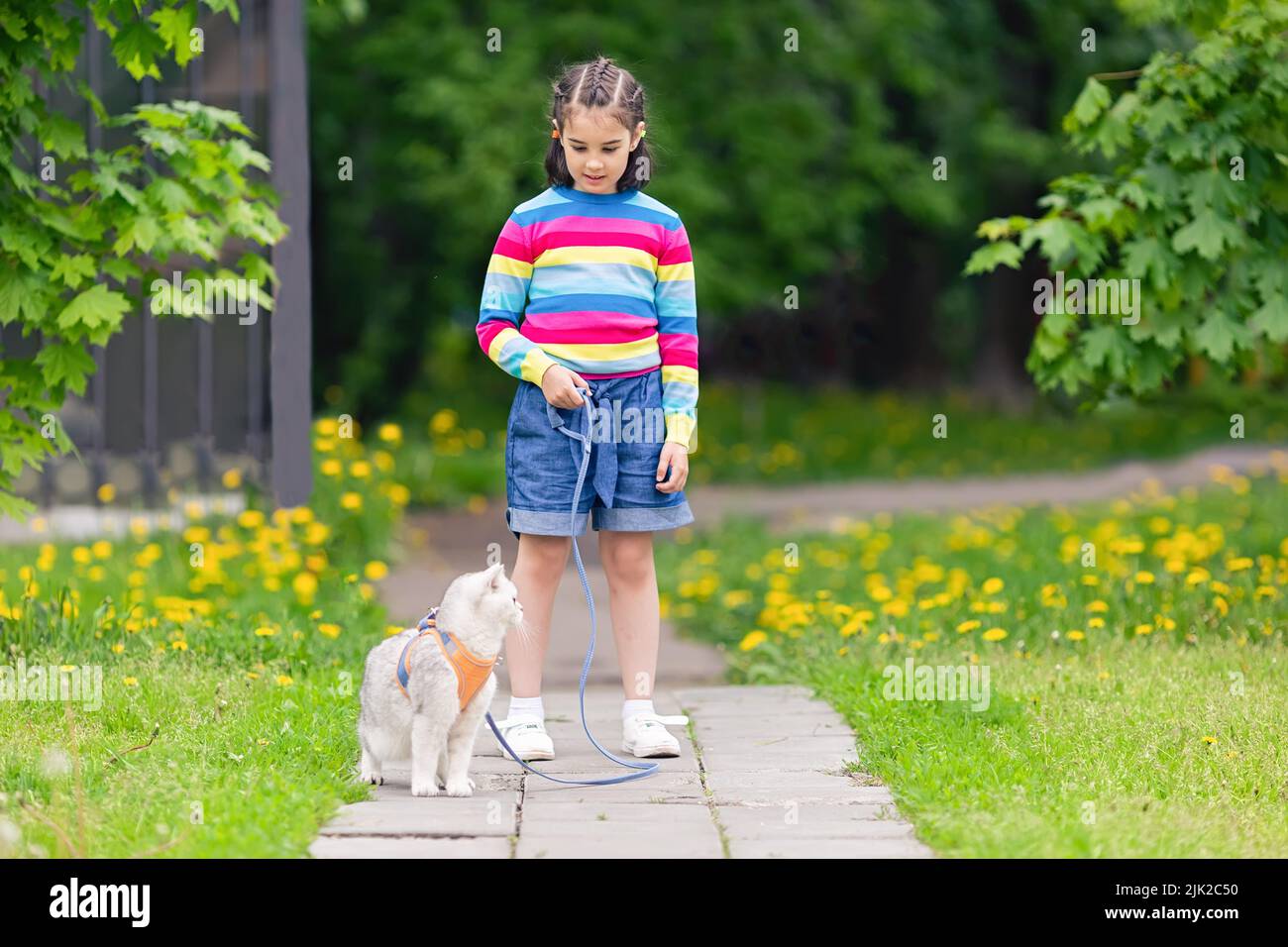 Ein kleines Mädchen in einem hellen gestreiften Pullover geht mit einer charmanten weißen britischen Katze Stockfoto