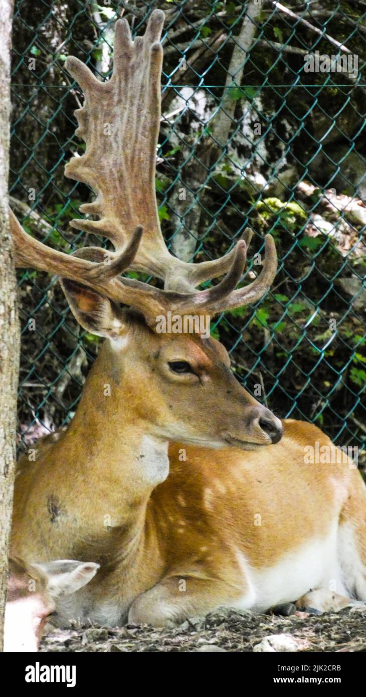 Porträt von Hirschen in der Natur enge Details Stockfoto