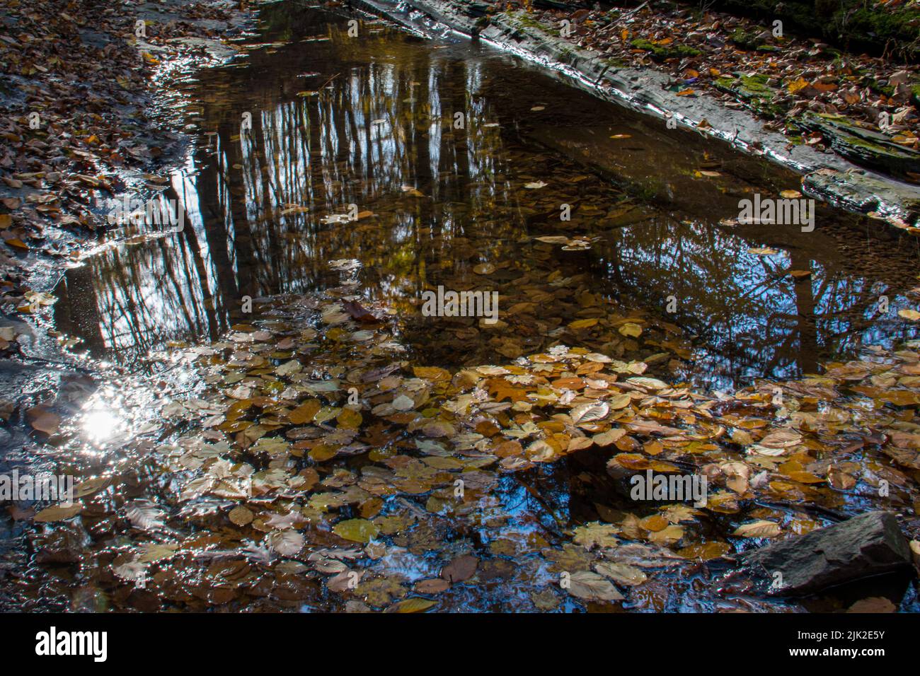 Herbstblätter liegen auf dem Wasserlauf Stockfoto