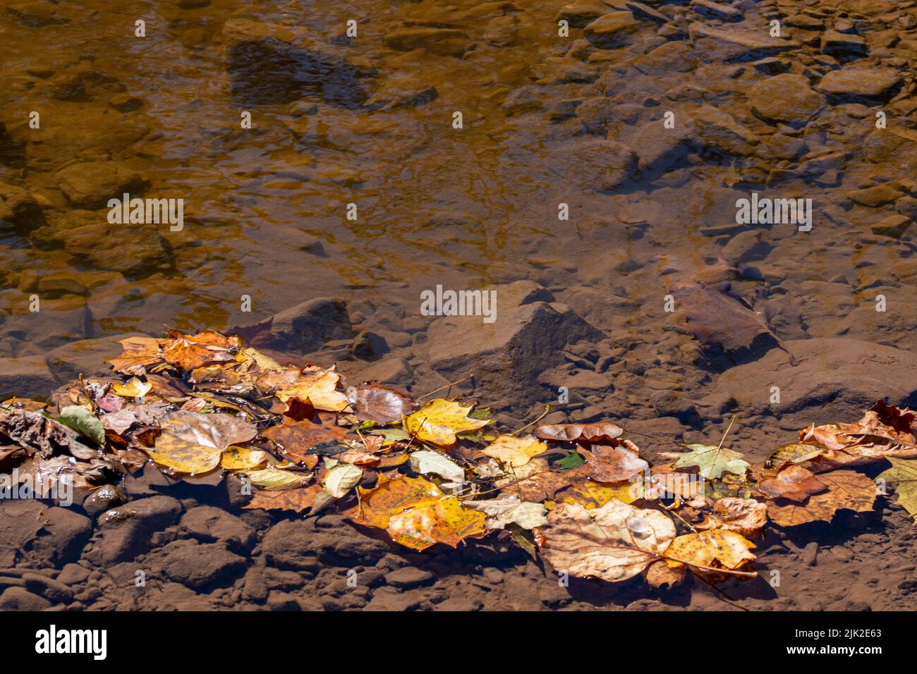 Herbstblätter liegen auf dem Wasserlauf Stockfoto